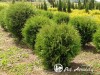 Tuja vakarinė  ,Globosa' (lot. Thuja occidentalis)